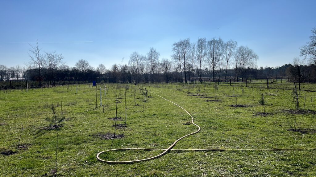 De vers aangeplante ~1.500 boompjes in het nieuwe voedselbos Klein Groenrijk in Cromvoirt